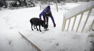 Illustration de l'article : Un facteur vient en aide à un chien âgé et sa famille en installant une rampe pour ses déplacements