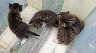 Illustration de l'article : Un chien et sa famille trouvent 6 chatons de 2 portées différentes à 4 jours d'intervalles
