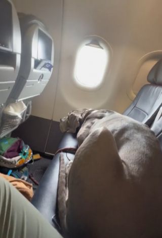 Illustration de l'article : Son chien de soutien est un Dogue Allemand, et il occupe 2 places dans l'avion