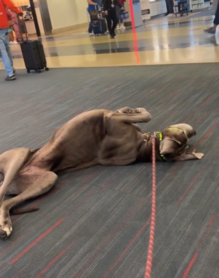 Illustration de l'article : Son chien de soutien est un Dogue Allemand, et il occupe 2 places dans l'avion