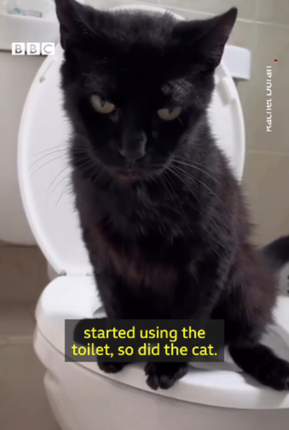 Illustration de l'article : Un chat a fait de ce supermarché son terrain de jeu quotidien, sa propriétaire est contrainte de rassurer les passants avec une affiche (vidéo)