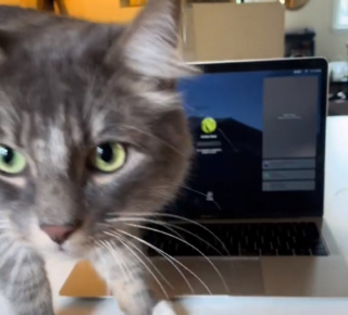 Illustration de l'article : Pour éviter que son chat ne s'installe sur son clavier, elle lui achète la version pour chat (vidéo)