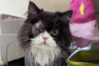 Illustration de l'article : Cette adorable chatte a été recueillie dans un état pitoyable, mais s'est relevée avec l'aide du refuge