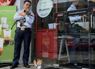 Illustration de l'article : Ce chaton errant a été sauvé de la rue et est devenu... Agent de sécurité !