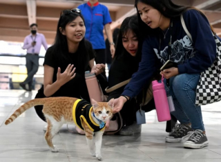 Illustration de l'article : Ce chaton errant a été sauvé de la rue et est devenu... Agent de sécurité !