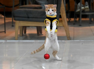 Illustration de l'article : Ce chaton errant a été sauvé de la rue et est devenu... Agent de sécurité !