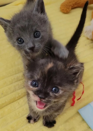 Illustration de l'article : Cette bénévole a tout donné pour aider ces 2 chatons prématurés à se battre pour survivre
