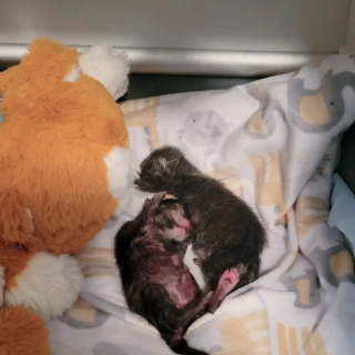 Illustration de l'article : Cette bénévole a tout donné pour aider ces 2 chatons prématurés à se battre pour survivre