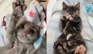 Illustration de l'article : Cette bénévole a tout donné pour aider ces 2 chatons prématurés à se battre pour survivre