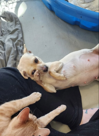 Illustration de l'article : Ce chat handicapé a chouchouté la femelle chihuahua de sa famille d'accueil jusqu'à ce qu'elle accouche