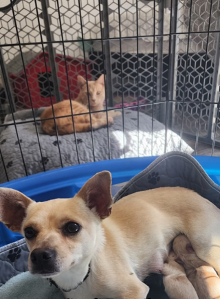 Illustration de l'article : Ce chat handicapé a chouchouté la femelle chihuahua de sa famille d'accueil jusqu'à ce qu'elle accouche