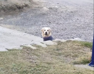 Illustration de l'article : Trop heureux de leur journée à la plage, ces deux chiens ont décidé de ne pas rentrer chez eux (vidéo)