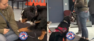 Illustration de l'article : Ce jeune Bouvier Bernois a finalement trouvé le bonheur chez ce militaire qui l'a sorti d'une usine à chiots (vidéo)