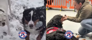 Illustration de l'article : Ce jeune Bouvier Bernois a finalement trouvé le bonheur chez ce militaire qui l'a sorti d'une usine à chiots (vidéo)