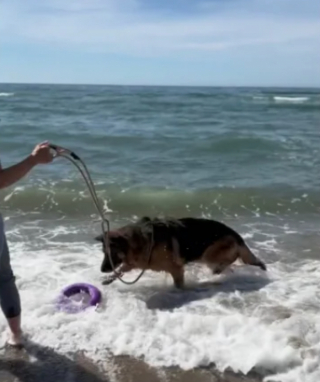 Illustration de l'article : Cette bénévole change radicalement le quotidien d'un chien de refuge en l'emmenant une journée à la plage (vidéo)