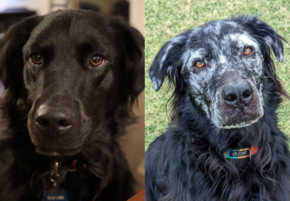 Illustration de l'article : Après avoir passé ses 2 premières années en noir, ce chien change de couleur et devient blanc