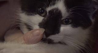 Illustration de l'article : Ce jour où un petit chaton handicapé a sauvé la vie d’une femme seule et endeuillée