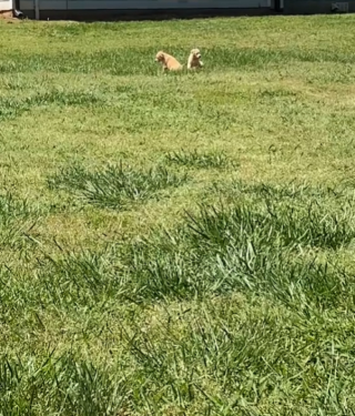 Illustration de l'article : En se promenant avec sa chienne, cette femme retrouve 2 chiots abandonnés et décide de les sauver (vidéo)