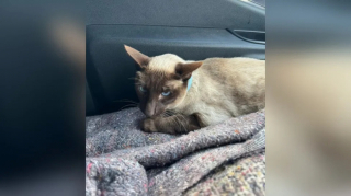 Illustration de l'article : Ce chat siamois survit à un trajet de 1300 km dans un moteur