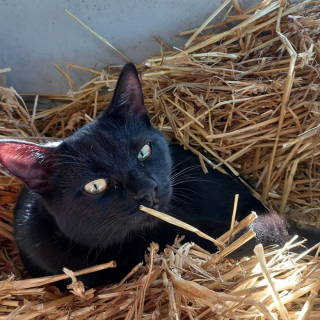 Illustration de l'article : Cette chatte abandonnée trouve un peu de chaleur auprès d’un troupeau de vaches