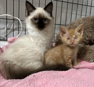 Illustration de l'article : Privé de la vue, ce petit chaton retrouve le goût de vivre grâce à sa formidable famille d’accueil