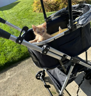 Illustration de l'article : Privé de la vue, ce petit chaton retrouve le goût de vivre grâce à sa formidable famille d’accueil