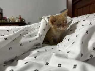 Illustration de l'article : Privé de la vue, ce petit chaton retrouve le goût de vivre grâce à sa formidable famille d’accueil
