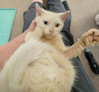 Illustration de l'article : Atteint de la gale et recouvert de croûtes, ce chat guérit doucement et révèle son splendide regard