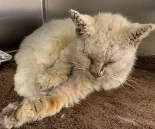 Illustration de l'article : Atteint de la gale et recouvert de croûtes, ce chat guérit doucement et révèle son splendide regard