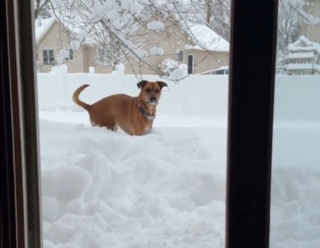 Illustration de l'article : Ce chien au passé difficile découvre la neige dans une vidéo (vidéo)