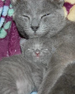 Illustration de l'article : 12 photos de chiens et de chats qui partagent une ressemblance étonnante