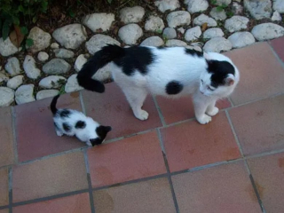 Illustration de l'article : 12 photos de chiens et de chats qui partagent une ressemblance étonnante