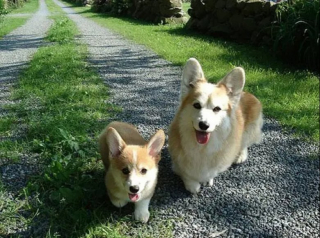 Illustration de l'article : 12 photos de chiens et de chats qui partagent une ressemblance étonnante