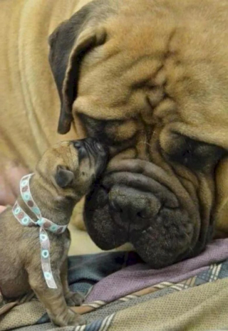 Illustration de l'article : 12 photos de chiens et de chats qui partagent une ressemblance étonnante