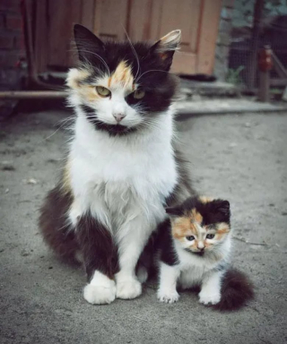 Illustration de l'article : 12 photos de chiens et de chats qui partagent une ressemblance étonnante