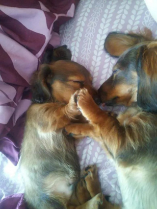 Illustration de l'article : 12 photos de chiens et de chats qui partagent une ressemblance étonnante