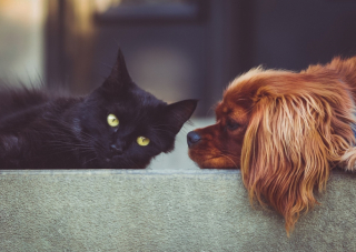 Illustration de l'article : Cette femme, amoureuse des animaux et fortunée, surprend sa famille avec son testament 