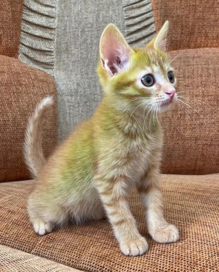 Illustration de l'article : Ce commerçant adopte un chat au drôle de pelage vert, un animal qui interpelle les clients
