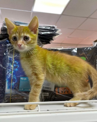 Illustration de l'article : Ce commerçant adopte un chat au drôle de pelage vert, un animal qui interpelle les clients