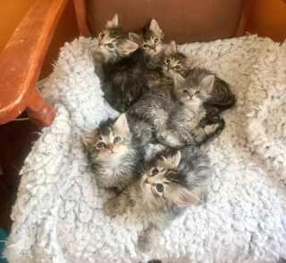 Illustration de l'article : Cette chatte dans l’incapacité de s’occuper de ses chatons décide de les confier à une famille