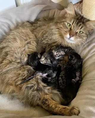 Illustration de l'article : Cette chatte dans l’incapacité de s’occuper de ses chatons décide de les confier à une famille
