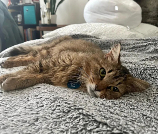 Illustration de l'article : Cette chatte dans l’incapacité de s’occuper de ses chatons décide de les confier à une famille