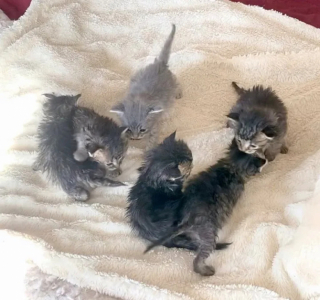 Illustration de l'article : Cette chatte dans l’incapacité de s’occuper de ses chatons décide de les confier à une famille