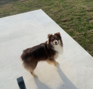 Illustration de l'article : Après une vie en appartement, ce chien découvre son nouveau jardin (vidéo)