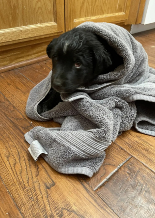 Illustration de l'article : Elle retrouve un chien abandonné dans le jardin de ses parents et décide de le sauver