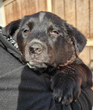 Illustration de l'article : Elle retrouve un chien abandonné dans le jardin de ses parents et décide de le sauver