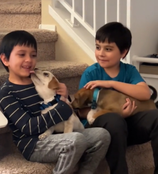 Illustration de l'article : Ces deux enfants découvrent avec émotion qu’ils allaient adopter les chiens accueillis temporairement