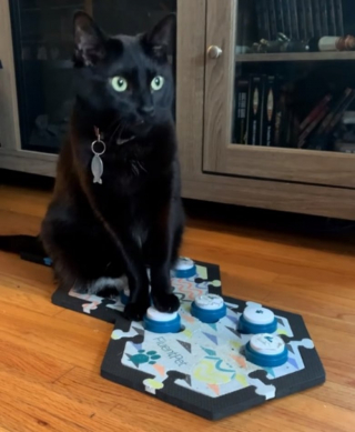 Illustration de l'article : Cette femme apprend à son chat à parler grâce à des boutons et il devient un véritable bavard