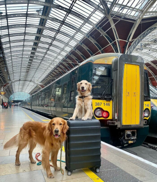 Illustration de l'article : Huxley est un Golden Retriever qui rencontre un franc succès, notamment lors de ses voyages en train
