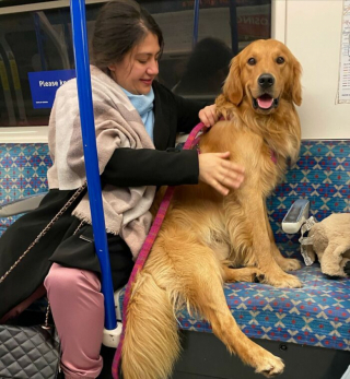 Illustration de l'article : Huxley est un Golden Retriever qui rencontre un franc succès, notamment lors de ses voyages en train
